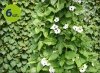 Thunbergia White Helo 6 sztuk